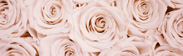 Róże wieczne - 3 ważne kwestie, które warto o nich wiedzieć