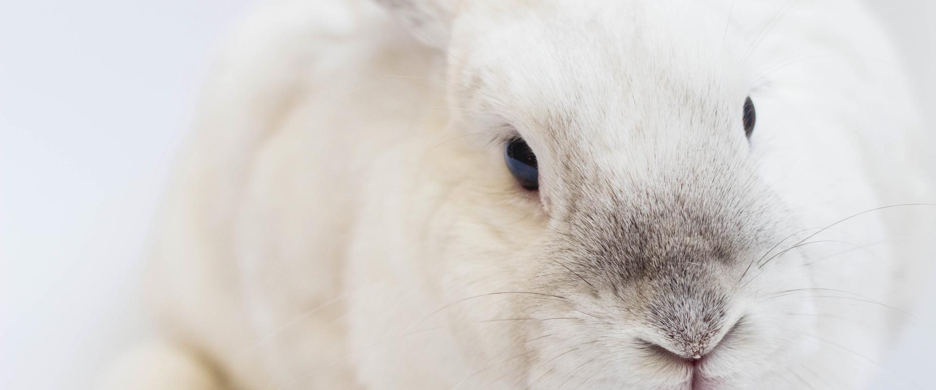 CosmetoSAFE: Dekada bez testów na zwierzętach w UE. Co się zmieniło w podejściu firm i regulatorów?